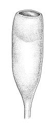Entosthodon laxus, capsule, dry (having lost fugacious peristome), moist. Drawn from A.J. Fife 5910, CHR 104741.
 Image: R.C. Wagstaff © Landcare Research 2019 CC BY 3.0 NZ